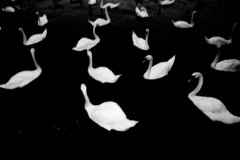 Europa, crisol de culturas