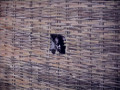 Pintando lo revelado 09